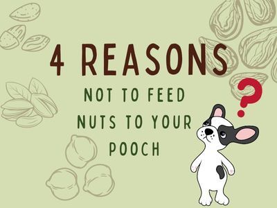 -Reasons-not-to-Feed-Nuts-to-your Pooch